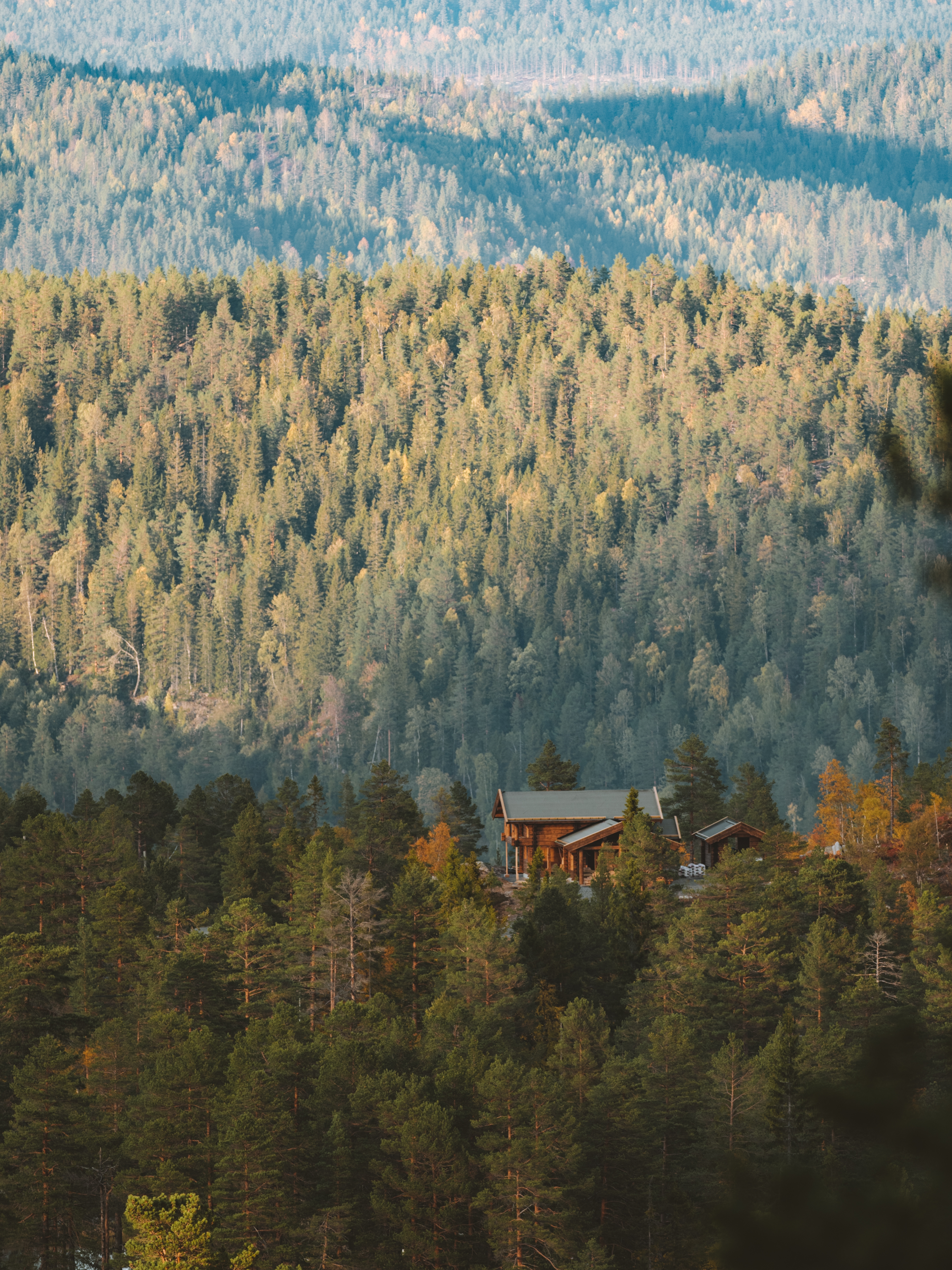 Cabin in forest surrounded by green trees